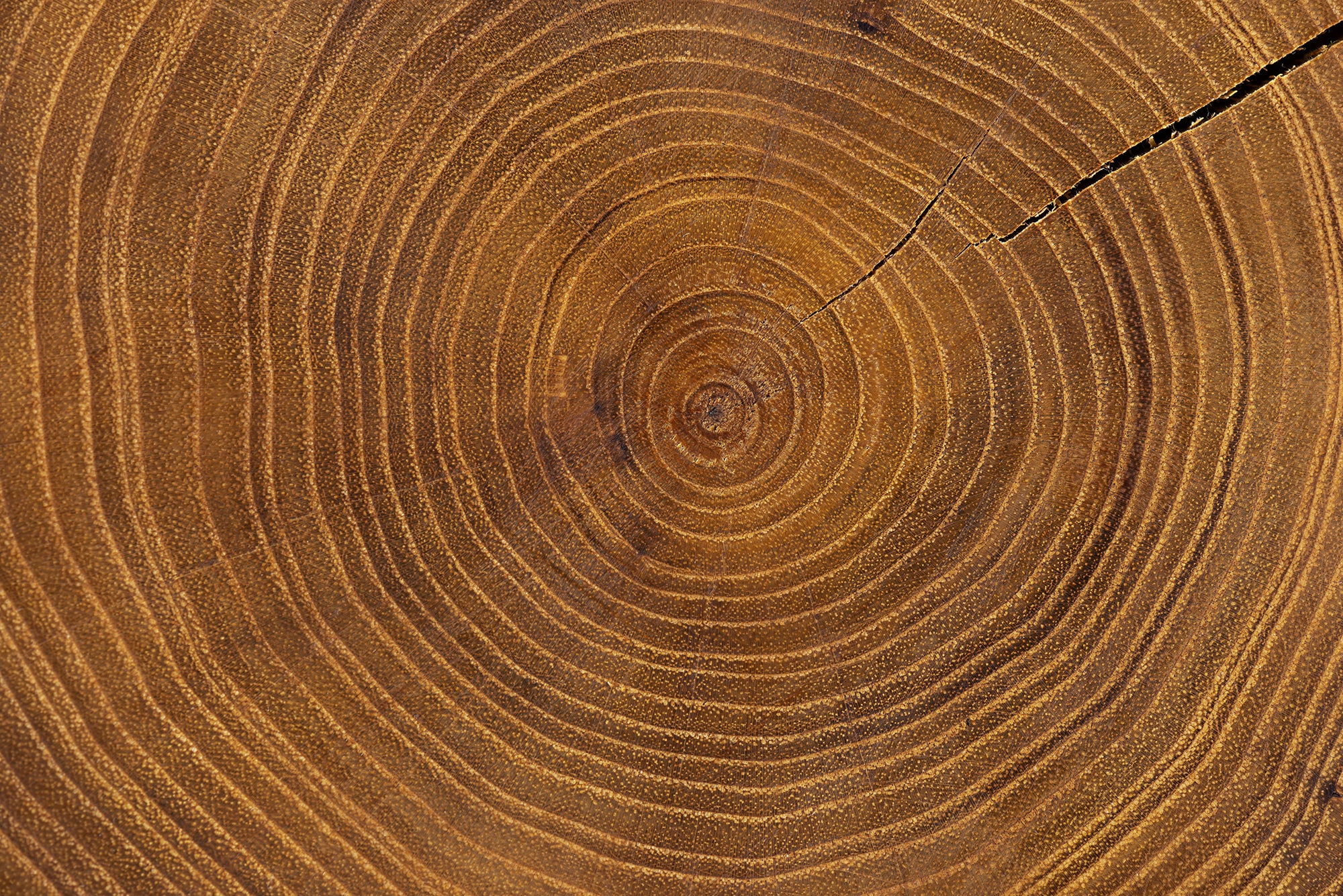 Acacia Wood